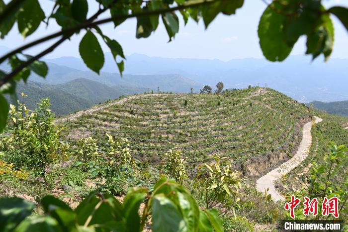 張高漢在深山內(nèi)大力發(fā)展林下經(jīng)濟?！埥鸫?攝