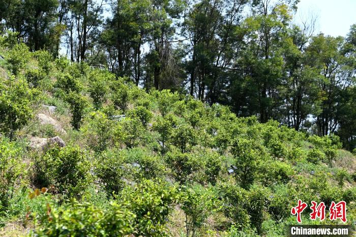 張高漢在深山內(nèi)大力發(fā)展林下經(jīng)濟?！埥鸫?攝